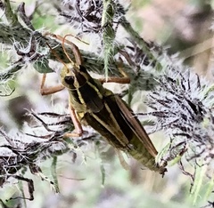 Melanoplus bivittatus