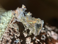 Autographa precationis