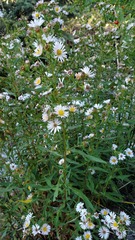 Symphyotrichum chilense