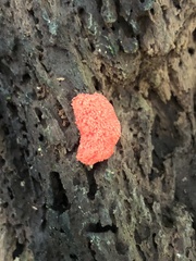 Tubifera ferruginosa