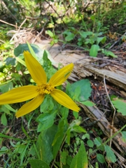 Arnica latifolia