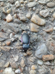 Carabus violaceus