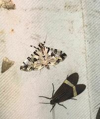 Conchylodes salamisalis