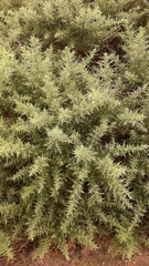 Ulex europaeus