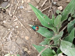 Euthyrhynchus floridanus