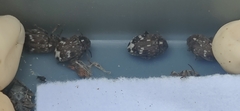 Bruchinae