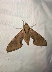 Protambulyx strigilis