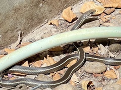 Masticophis lateralis