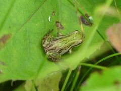 Pseudacris maculata