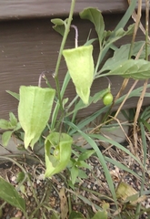 Physalis virginiana