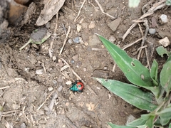 Euthyrhynchus floridanus