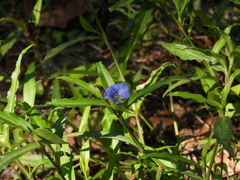 Commelina erecta