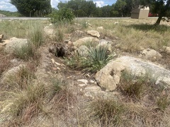Yucca arkansana