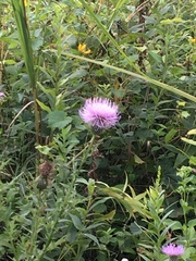 Cirsium altissimum