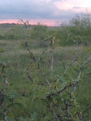 Berberis trifoliolata