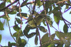 Phylloscartes ventralis