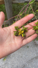 Silphium