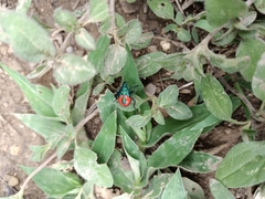 Euthyrhynchus floridanus