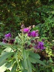 Vernonia baldwinii