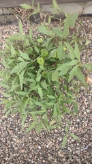 Physalis virginiana