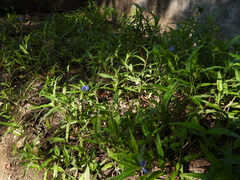 Commelina erecta