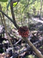 Aceria parapopuli