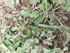 Euthyrhynchus floridanus