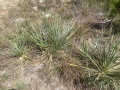 Yucca arkansana
