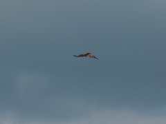 Circaetus gallicus