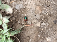 Euthyrhynchus floridanus