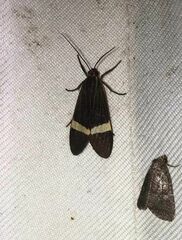 Aclytia