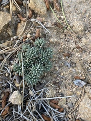 Sedum lanceolatum