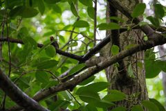 Orthotomus ruficeps