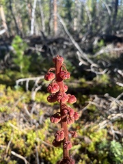 Pterospora andromedea