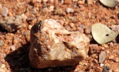 Stenaelurillus termitophagus