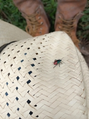 Euthyrhynchus floridanus