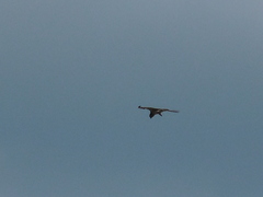 Circaetus gallicus