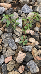 Portulaca oleracea