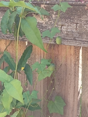 Ipomoea triloba