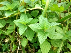Mentha arvensis