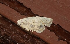 Cyclophora annularia