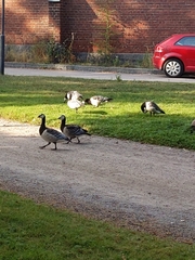 Branta leucopsis
