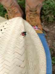 Euthyrhynchus floridanus