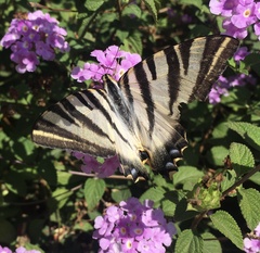 Iphiclides feisthamelii