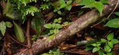 Indosylvirana