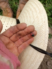 Euthyrhynchus floridanus