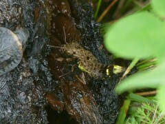 Ontholestes cingulatus