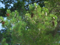 Pinus peuce