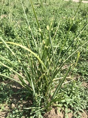 Eleusine indica