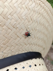 Euthyrhynchus floridanus